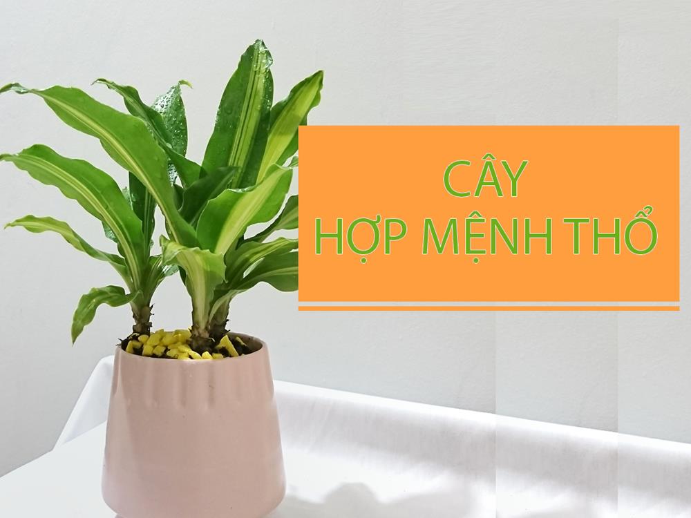 Mệnh Thổ hợp cây gì?