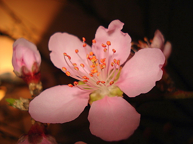 Hoa đào thường được nhiều gia đình chưng trong dịp Tết