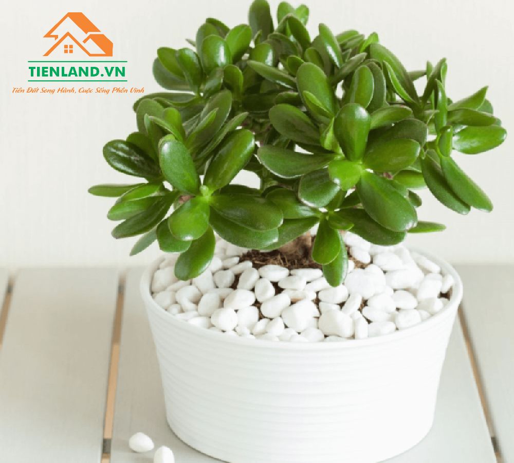 Gia chủ tuyệt đối không trồng cây ở hướng Đông Nam vì chúng sẽ gây nên sự xung khắc đối với hành mộc của hướng này.