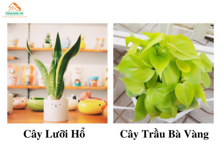 Cây Lưỡi Hổ và cây Trầu Bà Vàng